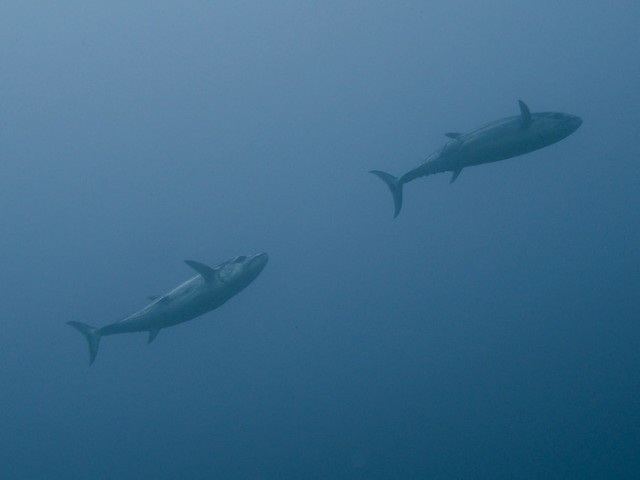 マグロ見たさに・・・