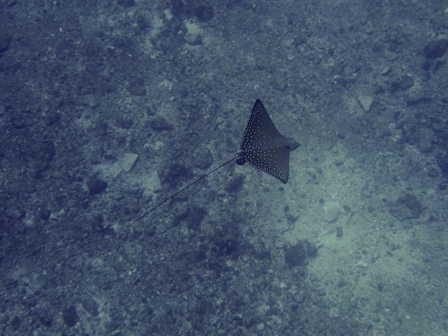 山の日も海に!!