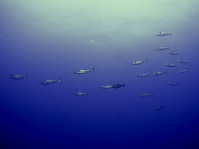 マグロー!!