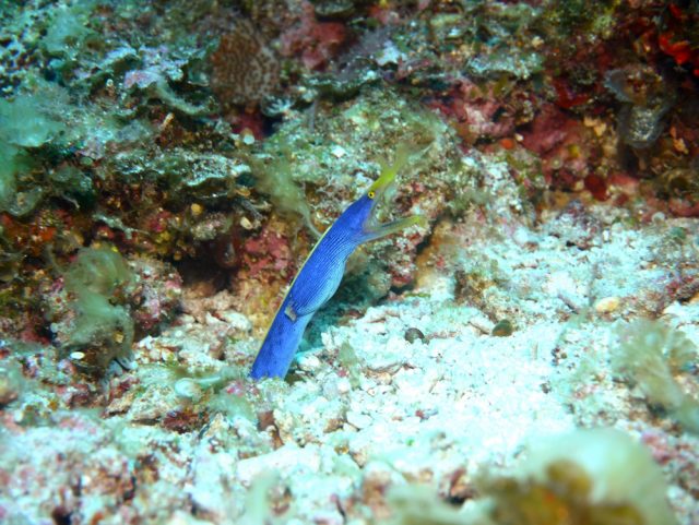 流れの慶良間