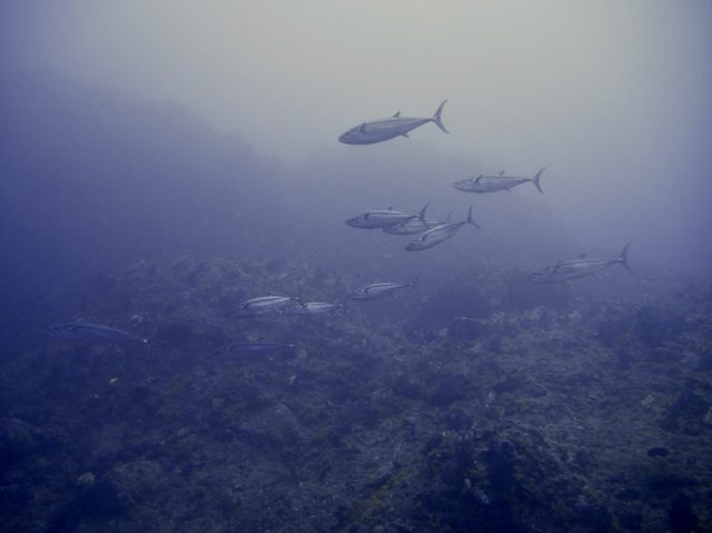 時化がやってきた・・・