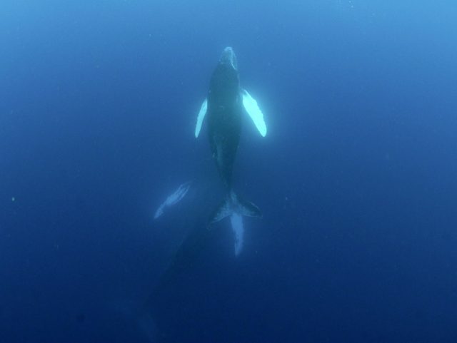 ホエールスイム ラスト!