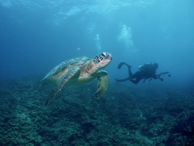ご無沙汰ケラマ!